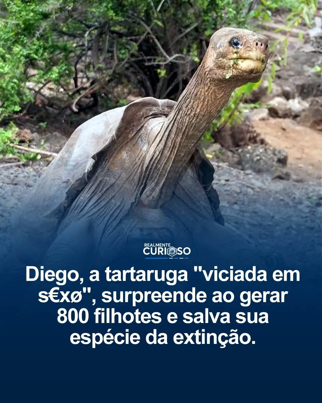 A gigante tartaruga das Galápagos, se tornou uma verdadeira lenda da conservação. Nos anos 1970, sua espécie estava à beira da extinção, com apenas 14 indivíduos sobrevivendo. Foi então que Diego entrou em cena em uma missão crucial: garantir o futuro da sua linhagem. Com mais de um século de vida, ele se destacou como um reprodutor incansável, gerando cerca de 800 filhotes ao longo das décadas — quase 40% da população atual da espécie. Graças a ele e ao trabalho dedicado dos cientistas, a espécie finalmente saiu da lista de risco de extinção. Depois de cumprir seu papel heroico, Diego voltou ao seu lar nas Ilhas Galápagos, vivendo seus últimos anos em paz, como símbolo vivo de um triunfo raro na preservação da vida selvagem. 📸 Parque Nacional Galápagos #tartaruga #gigante 