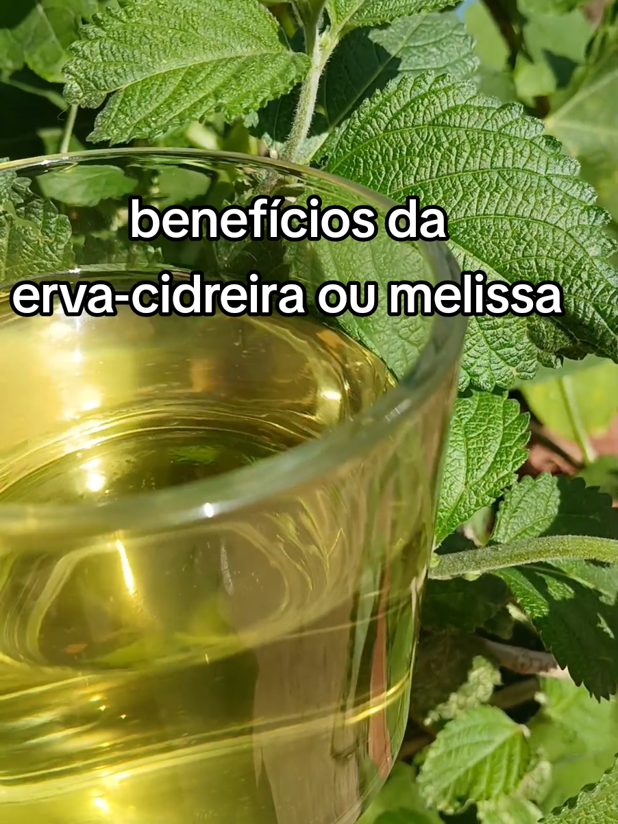 🍵 Receita de Chá de Erva-Cidreira (melissa) 👉 Ferva 1 xícara de água (aprox. 200 ml). 👉 Depois que a água levantar fervura, desligue o fogo. 👉 Adicione 1 colher de sopa das folhas de erva-cidreira. 👉 Tampe e deixe descansar por cerca de 5 a 7 minutos. 👉 Coe e está pronto! 🌿 A erva-cidreira é muito usada tradicionalmente por quem busca relaxar, e ajudar no bem-estar natural. ⚠️ Mas lembre-se: é sempre bom consumir com moderação e procurar um profissional de saúde se tiver qualquer condição específica #benefícios #chá #ervacidreira 
