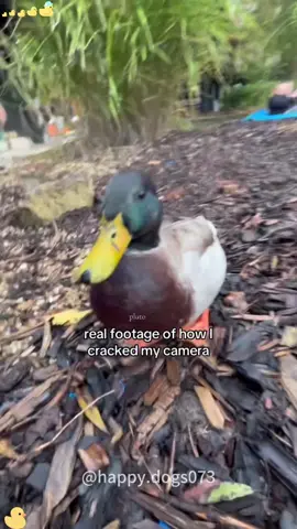 Duck 🦆 #usa #viral #tiktok #fyp #funny 