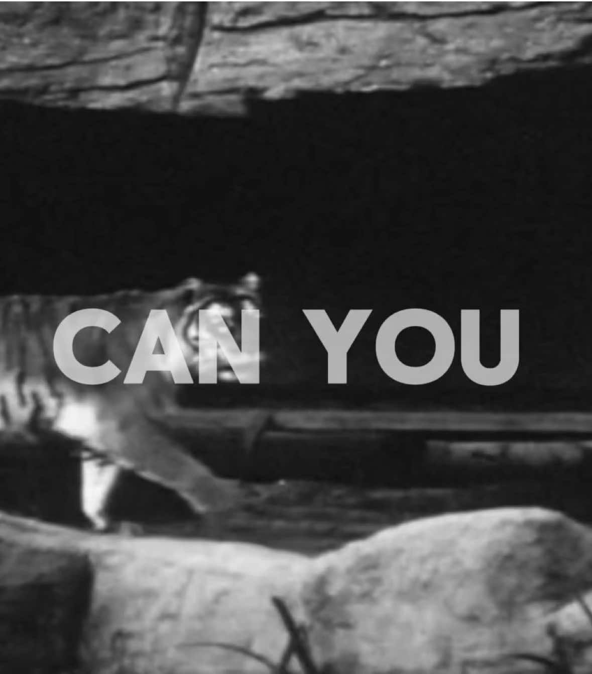 the last footage of extinct animals #dragpath #edit #animals #extinction #fyp 