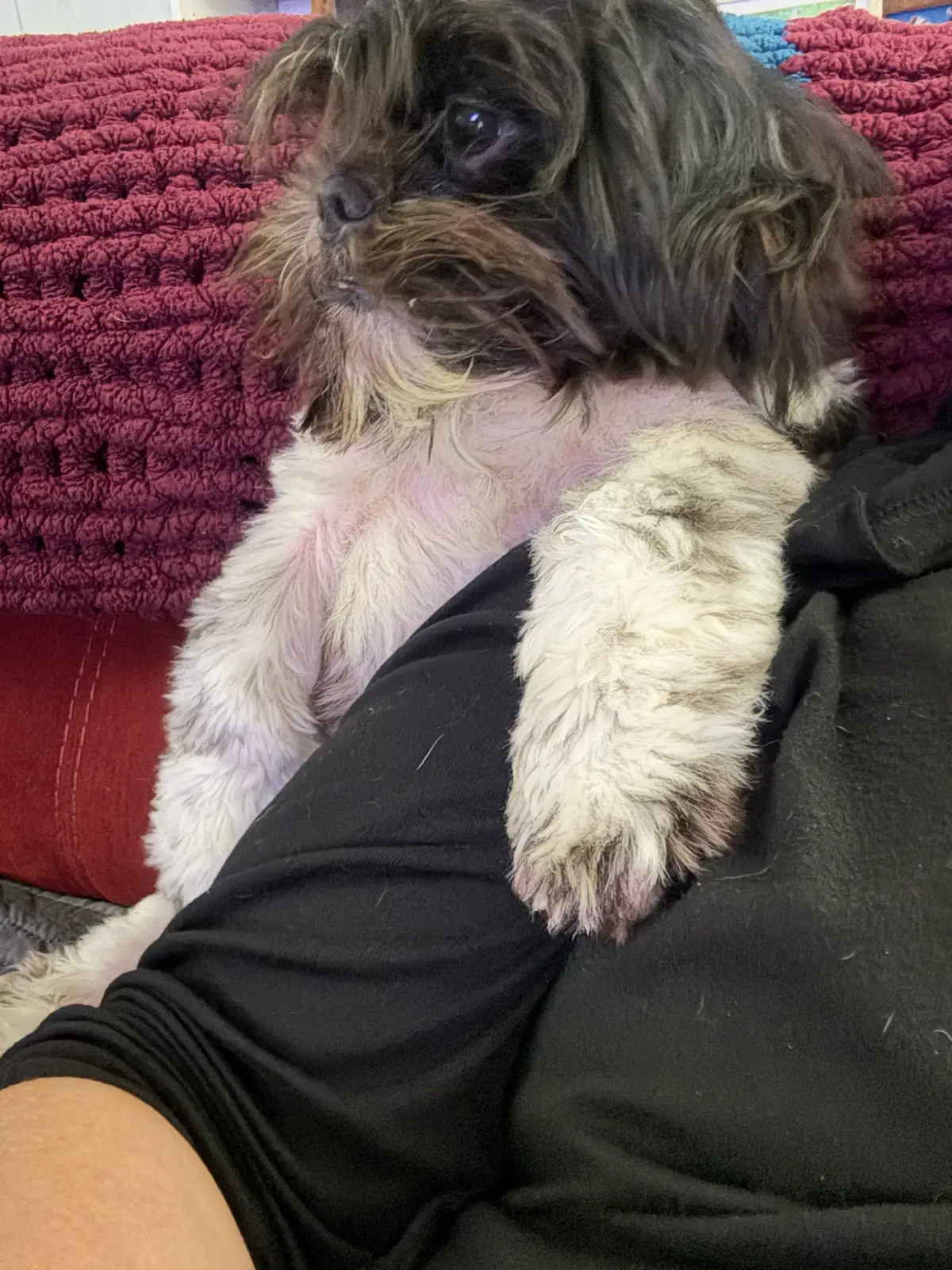 #christmas  #shihtzu #cuteanimals 