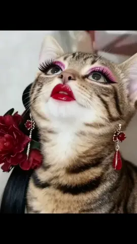 #จ่ายแพงไปทำไม #ทาสแมวของแทร่ #Viralcattiktoks #แมวที่เล่นกีต้าร์ได้นิดหน่อย #คลิปนี้ต้องฟีด  