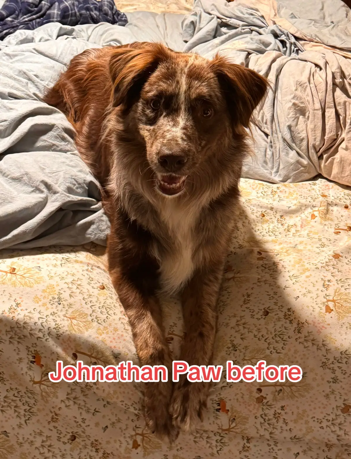 😍🥰😍🥰😍  So handsome! #aussietakeoutwindow 