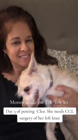 Day 3 of posting Cleo. She needs CCL surgery of her left knee still😭 . .#jackrussellterrier #rescuedog #tornccl #cclsurgery #phoenix 