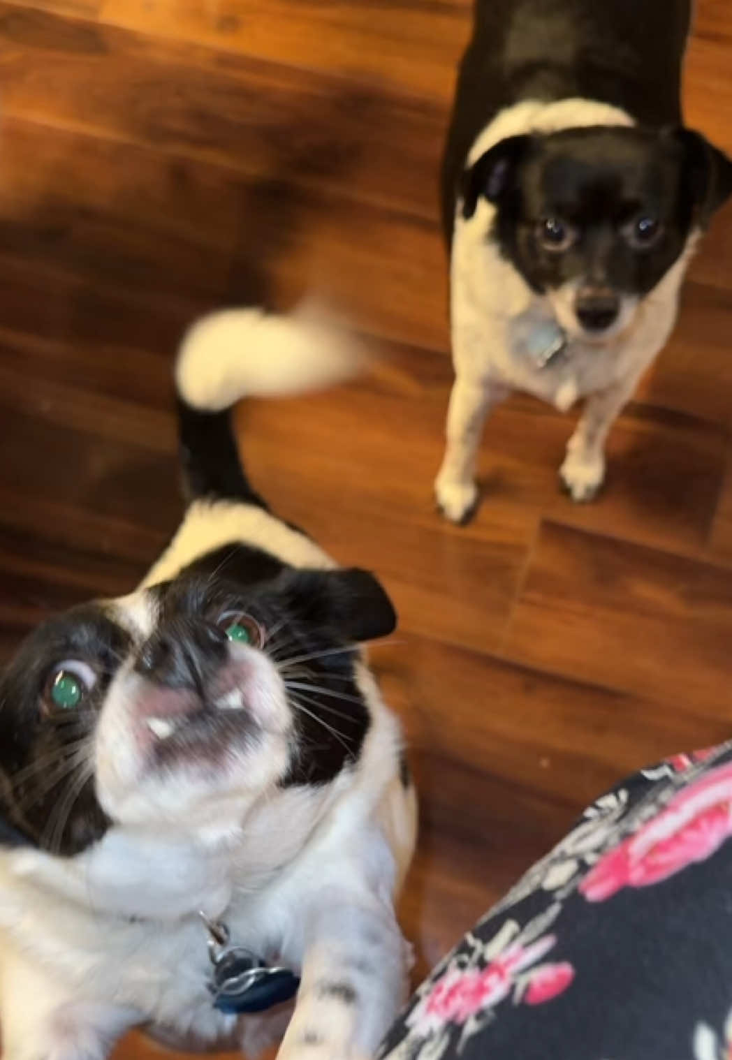 My dogs love all the treats from this brand. In this video we feature beef heart jerky. Buy one or grab one of their bulk variety packs to save $ #dogtreats #dogsnacks #fordogs #foodfordogs #dogsoftiktok 