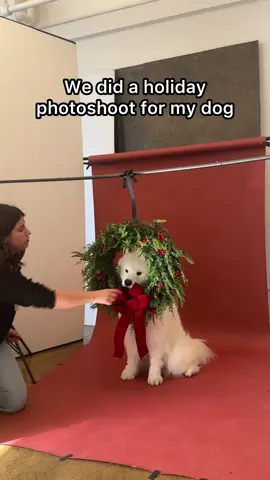 (Holiday) lights on, nobody’s home #happyholidays #photoshoot #samoyed 