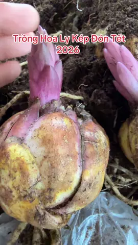 Hoa Ly Kép Fantasy, mã hoa kép đổi màu siêu đẹp #hoalykep #tronghoatet #cuhoaly #hoatet 