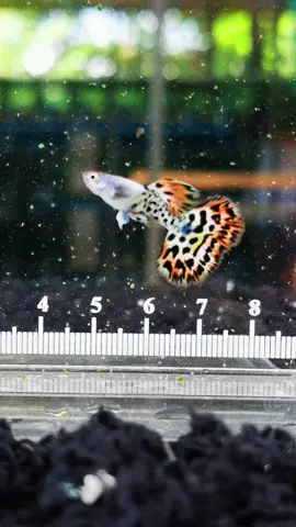 Silverado red le0pard #ปลาหางนกยูงเกรดPhitsanulok  #Phitsanulokguppyaquarium  #คนรักปลาหางนกยูง  #ปลาหางนกยูงพิษณุโลก  #ปลาหางนกยูงเกรด    