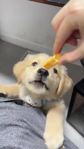 Golden Retriever puppies are just so cute!#dog #goldenretriever #cute #fyp #usa 