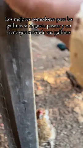 Estos comedores lo mejor para cuando quieres salir y no tienes que cuide tus gallinas #comederosparagallinas #chickenfeeder #gallinas #comederos #pasearte 