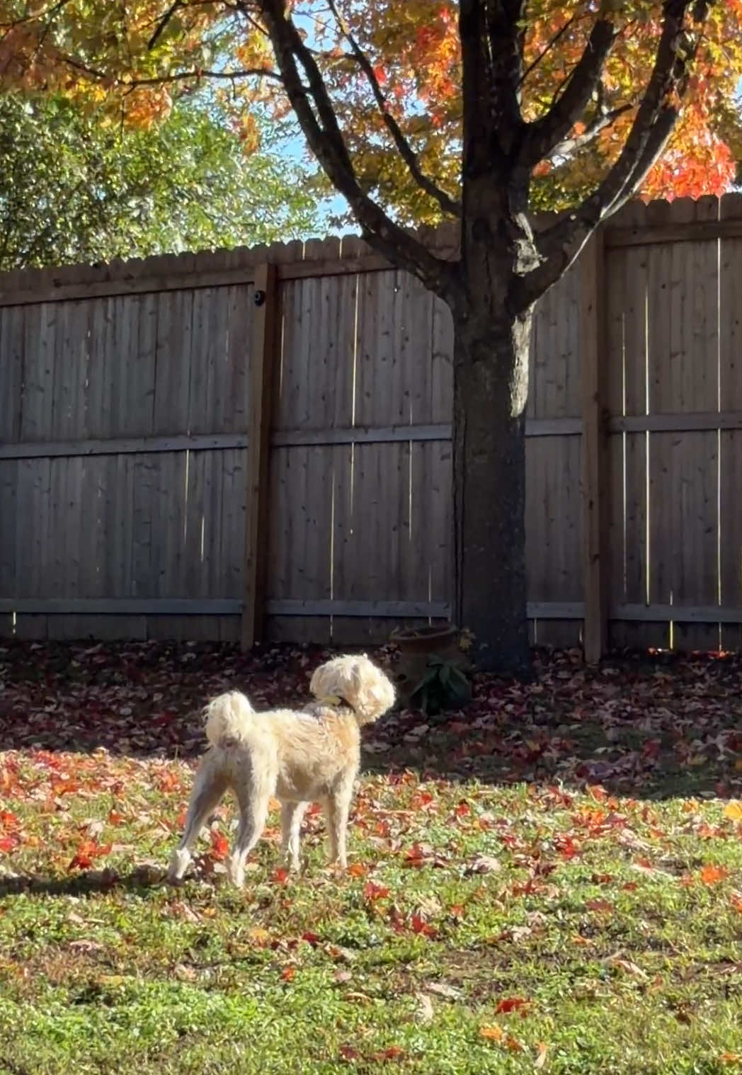 Almost forgot this is what it’s all about ❤️ ##Scrappy