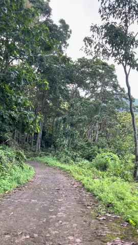Tokala , Desa Timpuseng #fyp #pedesaan #maros #sulawesiselatan #pemandangan 