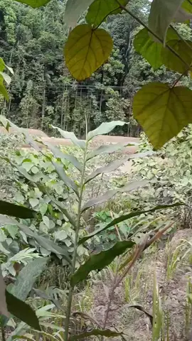 cidukan teman❌ cidukan safety✅🤣 #wedabaynikel🇲🇨🎌  #huafeinickelcobalt 