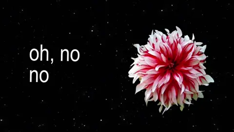 mimosa 2000 #mimosa2000 #lyric #fyp #lyrics #tipografia 