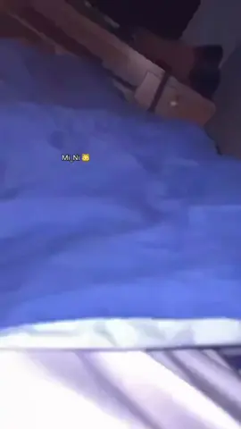 My cuti Mi _Ni 🐱 সকাল বেলা যেখানে ঘুমিয়ে থাকে 🙈🍓🥵#fby #vairalvideo #forbyoupage #fbyツ #trendingvideo #unfrezzmyaccount #fbyツforyou🤍🦋 #fppppppppp