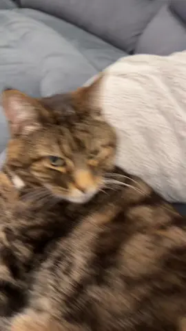 Martini knows how to get down #fyp #foryou #catsoftiktok #montygator #fnaf 