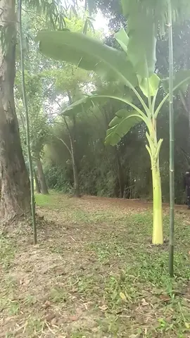 จอมยุทธนินจา.เพลงดาบวิหคเหิรตัดหยวกกล้วยไปหมกไห้ภรรยา.#นี้คือจอมยุทธเด๊ะ #ฝึกฝนสิ่งที่ใจรัก😍🏋️ #ฮาวทูtiktok🥰🥰🥰 