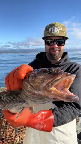 Lingcod Fish #fishing #friendliestcatch #commercialfishing 