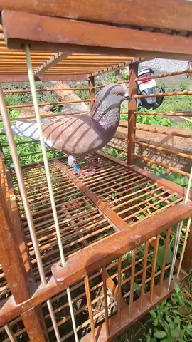 bismillah konsisten#merpatibalapindonesia #ppmbsi #merpatibalapsprint 