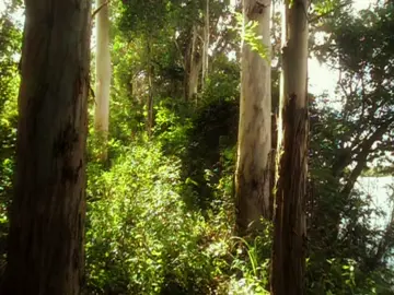 Purpose doesn’t always announce itself; sometimes it lives in the calm persistence of things that simply are.  There is a quiet wisdom in all that moves without needing to be seen. #landscape #aesthetic #nature #cottagecore #digitalcamera 