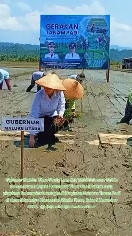 tajuk Malut - Sherly Laos mengatakan, kegiatan Gerakan Tanam Padi adalah wujud komitmen pemerintah dalam rangka mendukung ketahanan pangan dan meningkatkan kesejatraan petani.  