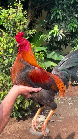 Que đuôi lao chân trắng điểm