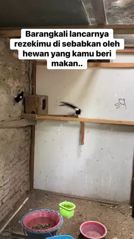 kikkukk kikukk Ah 😅 #kicaumania  #ternakmuraibatu  #muraymedan 