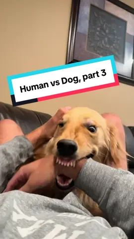 Playing with my friendly Golden Retriever, part 3. #fyp #foryoupage #dog #brazilianjiujitsu #jiujitsu 