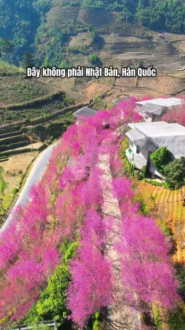 Mùa hoa tớ dày ở Mù Cang Chải #garrya  #travel #creatorsearchinsights #dulich #foryou 