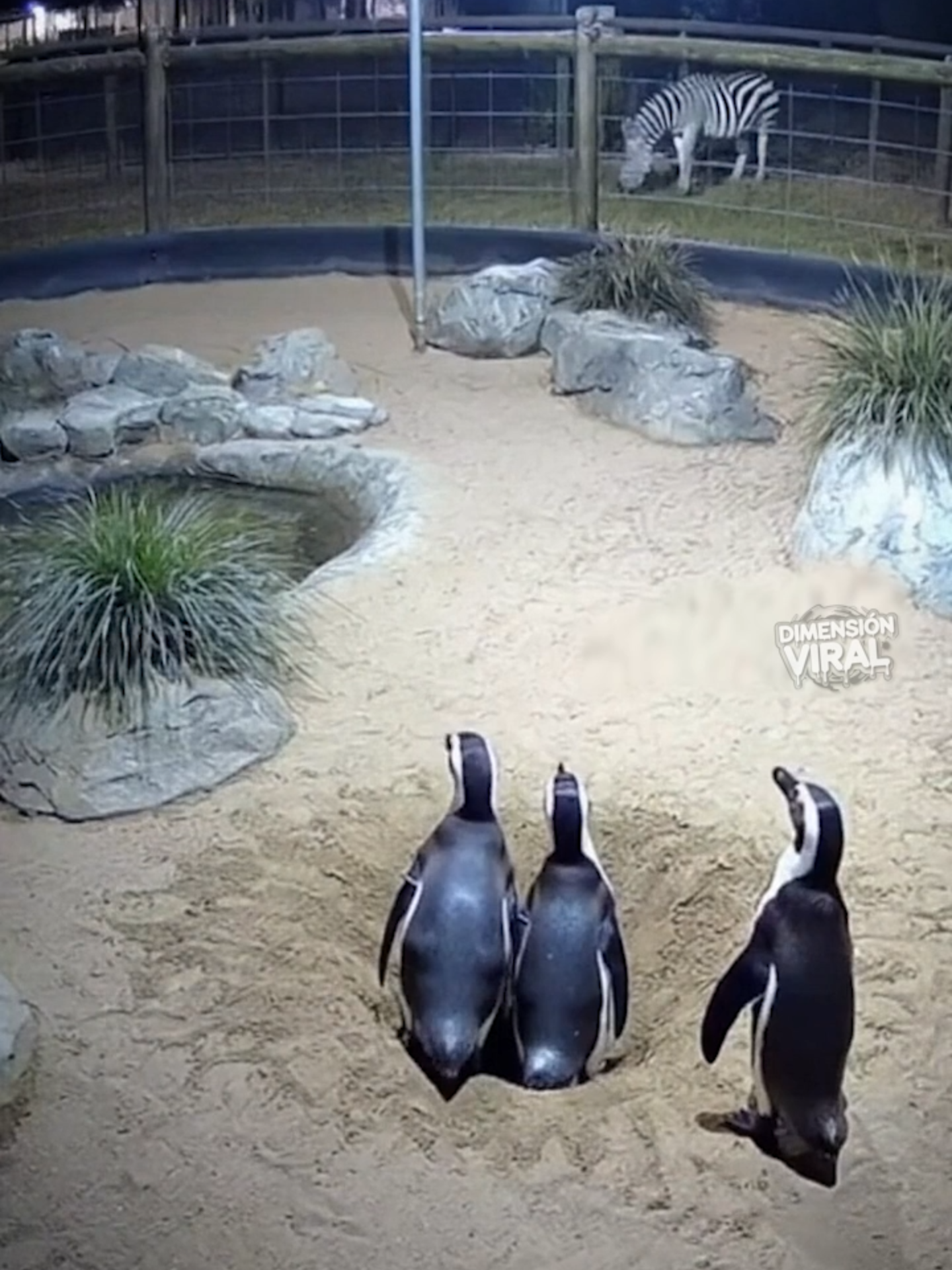 Operación fallida: los pingüinos cancelan la misión secreta 🐧❌ #FunnyPets #ViralVideo #PenguinTok