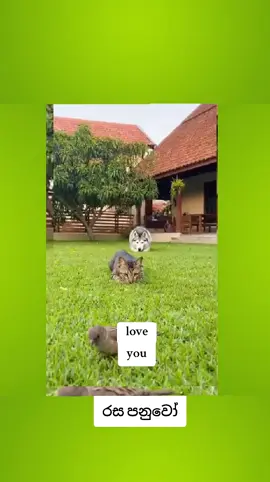 #creatorsearchinsights #foryoupage❤️❤️ #koreandrama #කොරියාවේ_අපි #bts @🤍🤍🤍 සද 🤍🤍🤍 