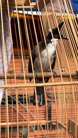 Bộ lông của Hst mãi đỉnh #xuhuong #viralvideo #chaomaohotdau #capcutvelocity @HIỆP ĐỒNG NAI 