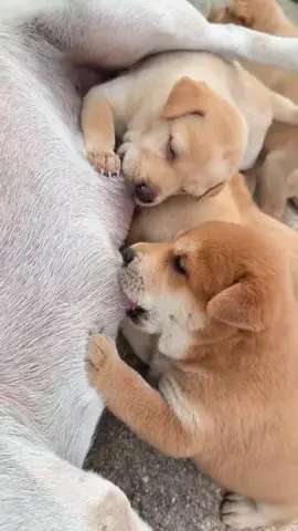 Biết cắn dép rồi nhưng sữa chưa bỏ đc.#dog #cutedog 