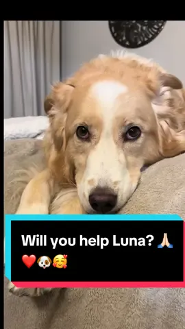I mean, poor Luna, right?!? #fyp #dog #treat #help #dogsoftiktok 