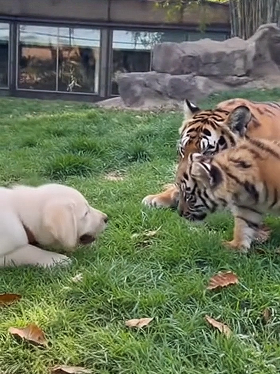 Sneaky Baby Tiger attack on Puppy  🤣🤪😜  #foryoupage❤️❤️ #puppy #tiger #viralditiktok #Pets 