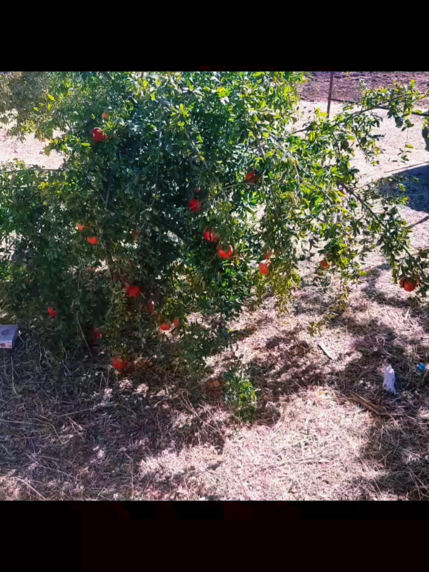 منافع للناس#فواءد عجيبة