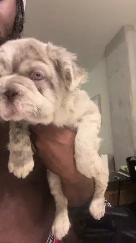 #fluffyfrenchie #frenchie #frenchbulldog #fyp #frenchbulldogs 