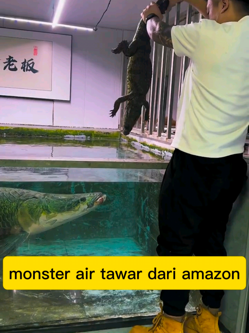 arapaima, monster purba penghuni sungai amazon #arapaima #faktahewan #fyp #trending #semuaorang 