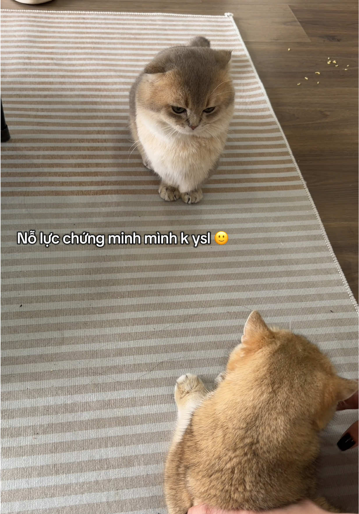 Nỗ lực chứng minh mình ko ysl 🦉 #titi #pet #fyp 
