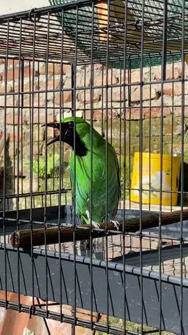 adus sek cah,  #jamtrokmania #kicaumania #cucakijomania #kicaumanianusantara #kicaumaniajateng 