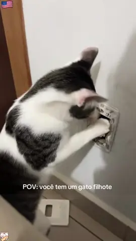 silly cats #cat #catvideo #funnycat#funny #fyp