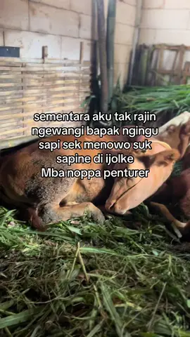 🗣️ Mben tumbas yo pak #sapiindonesia #ngarit #tukangngaritindonesia #berandamufyp #blantiksapi 