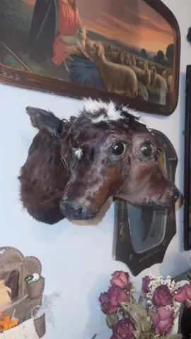 edith & esme 🖤 match made in heaven  #gaff #fyp #oddities #odditytok #odditycollector #taxidermy #twoheadedcalf 