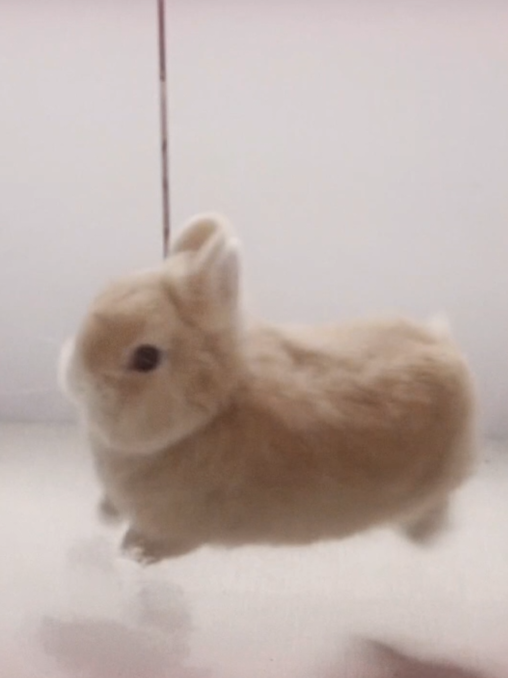 Bunny🐇 #fyp #cutebunny #edit #viral #bunny 