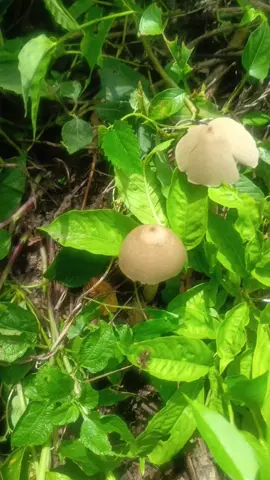 Jamur #fyp #jamurbarat #menyala #bjn24jam 