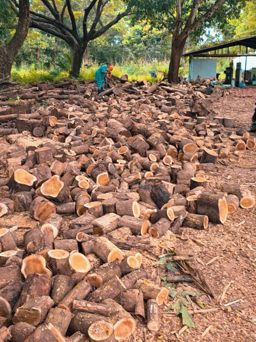 เตรียมไม้ #ถ่าน ##ไบโอชาร์ #verygreen #พี่ยักษ์ 