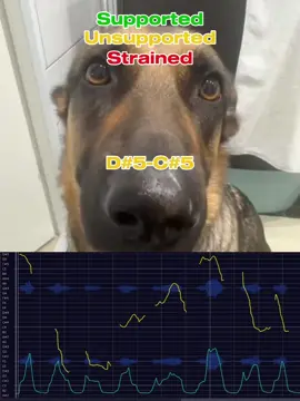 dog whining vocal showcase #dogwhining #whiningdog #vocalshowcase #xyzbca #fyp 