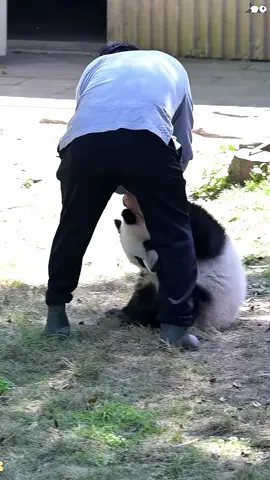 Panda 🐼 They’re like babies #panda #core #pandapuppy #kungfupanda #pandasoftiktok 