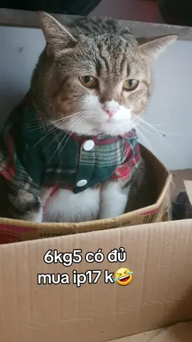 thấy mặt cũm hoan hỉ đấy🤣🤣🤣@khuyen1411._ @enh #cat #fyp #trending #ti̇ktok #xuhuong 