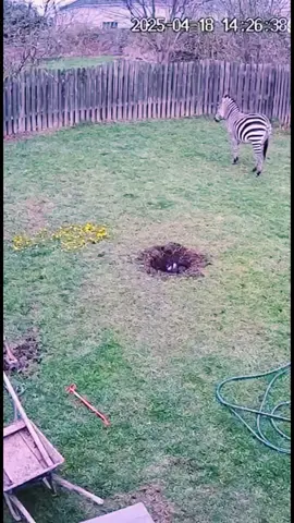 Tú  no viste #nada 🫡🐧 #2025bride  #pingui  #pinguinosdemadagascar  #viral 